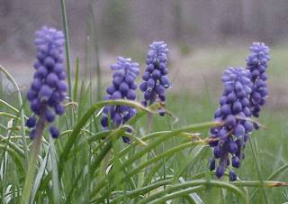 Grape Hyacinth